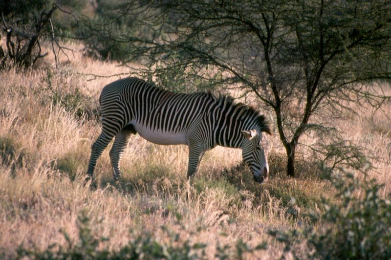 1-14 grevy zebra - Samburu national reserve